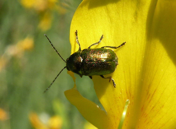 Due Chrysomelidae